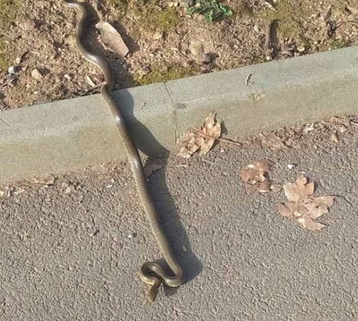 Мъж предупреди за голяма змия в парк