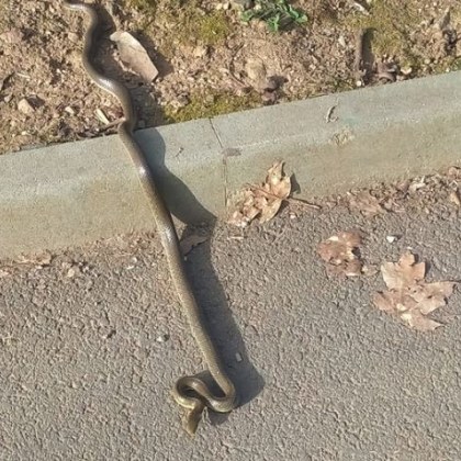 Мъж от столичния квартал Люлин предупреди хората за змия С
