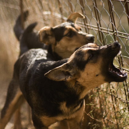 Едри бездомни кучета са окупирали гробищата в Асеновград твърдят жители на