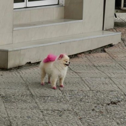 Необикновено кученце се разходи по пловдивските улици и предизвика въпроси Малкото