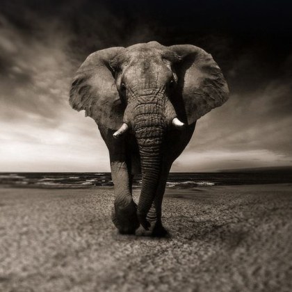 80 годишна американка е била убита от агресивен слон по време