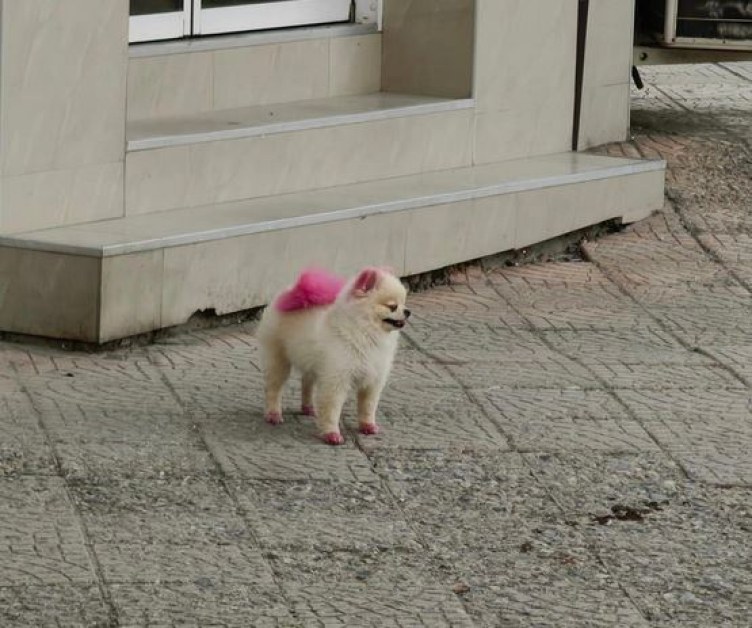 Розово кученце се разходи из Пловдив СНИМКА