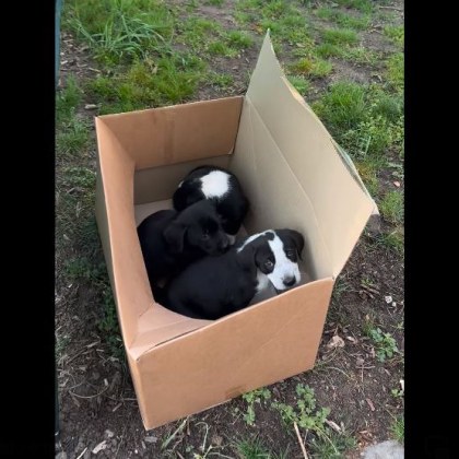 Три малки кученца са се оказали ненужни Животинките са поставени