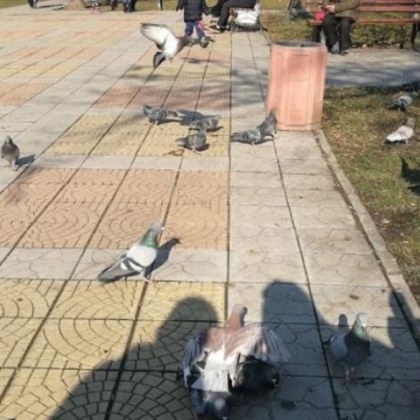 Почистването на пловдивски парк възмути пловдивчанка Тя счита че използваният