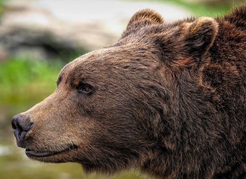 Кметове с предупреждение заради мечки