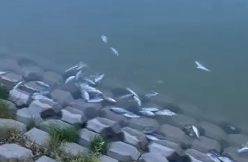 Ето защо мъртви риби се носеха във водата на Гребната в Пловдив