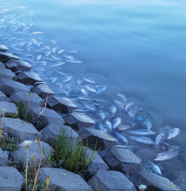 Мъртви риби шокираха пловдивчани на Гребната база