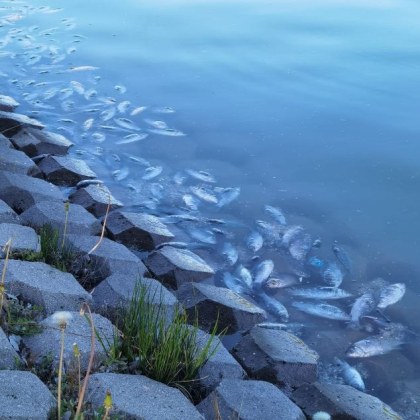 Огромен брой мъртви риби шокираха пловдивчани на Гребната база Телата