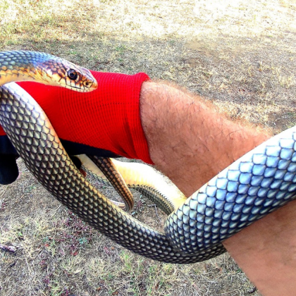 Харманли вече има ловец на змии съобщиха от Общината С повишаване