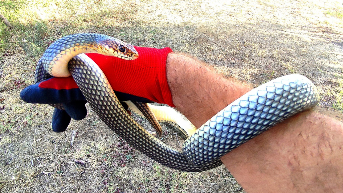 Харманли вече има ловец на змии, съобщиха от Общината.С повишаване