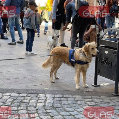 За десета поредна година Община Пловдив стартира инициативата Регистрирай куче