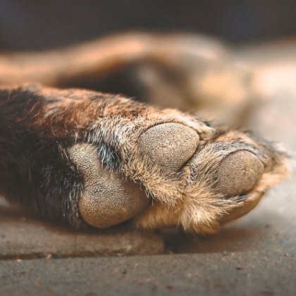 Брутално убийство на 5 едномесечни кученца шокира добричкото село Чернооково