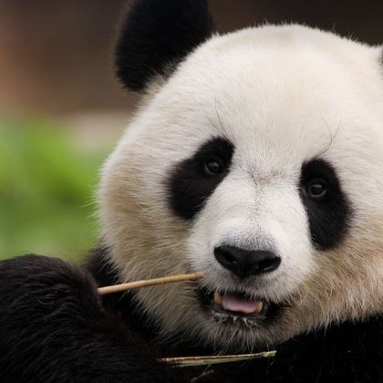 Горкичките  панди   емблематичната мечета на Китай официално вече не