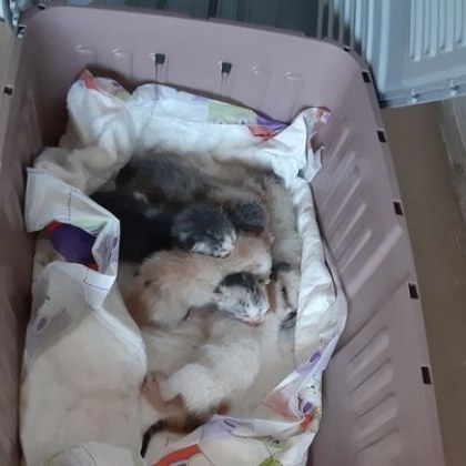 Завързаха новородени котенца в найлонова торба и ги захвърлиха в