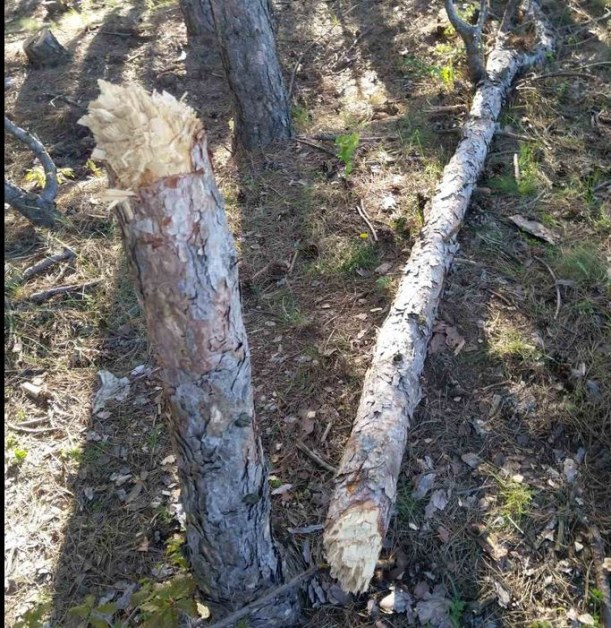 Пред погледа на мама: Дете тийнейджър брадва във Витоша, громи дървета СНИМКИ