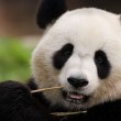 Разкриха защо пандите са толкова зле в секса
