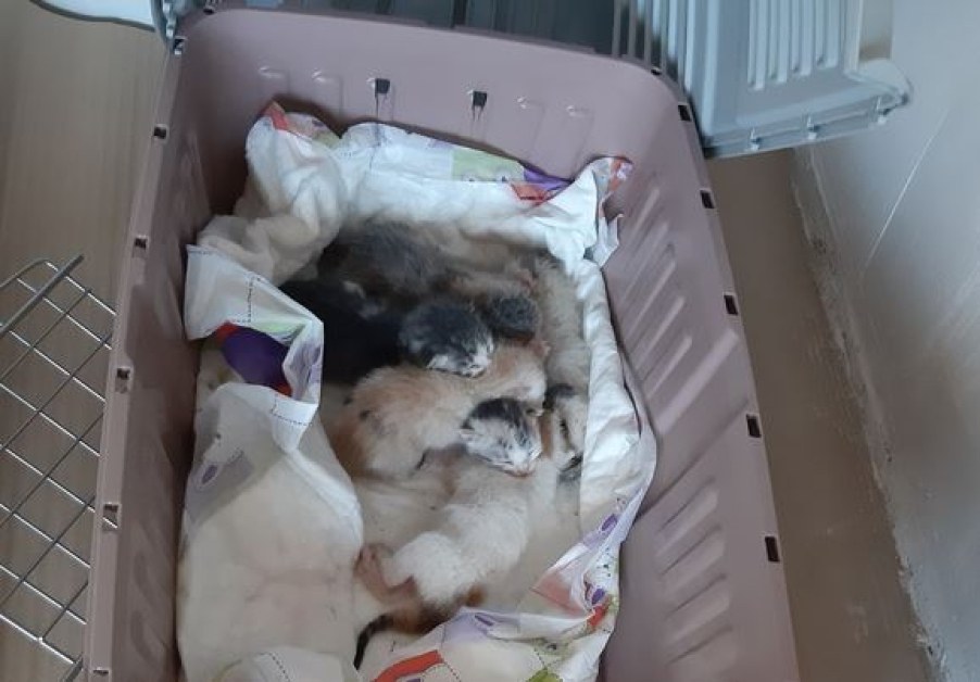 Завързаха слепи котенца в торба, захвърлиха ги в боклука ВИДЕО+СНИМКИ
