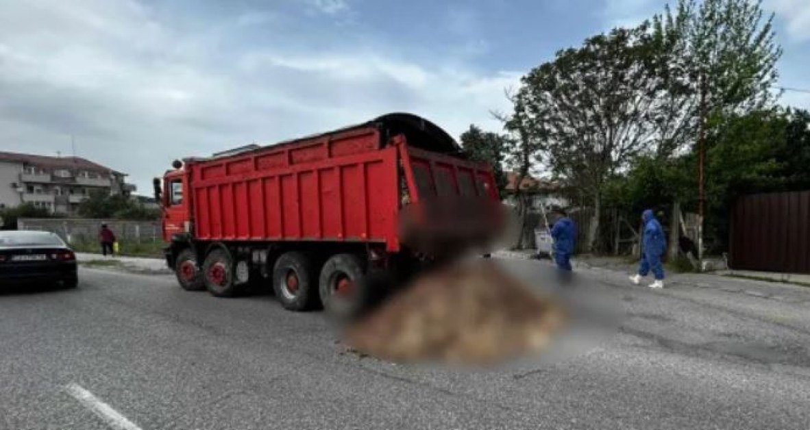 Камион разсипа умъртвени пилета от ферма с птичи грип СНИМКА