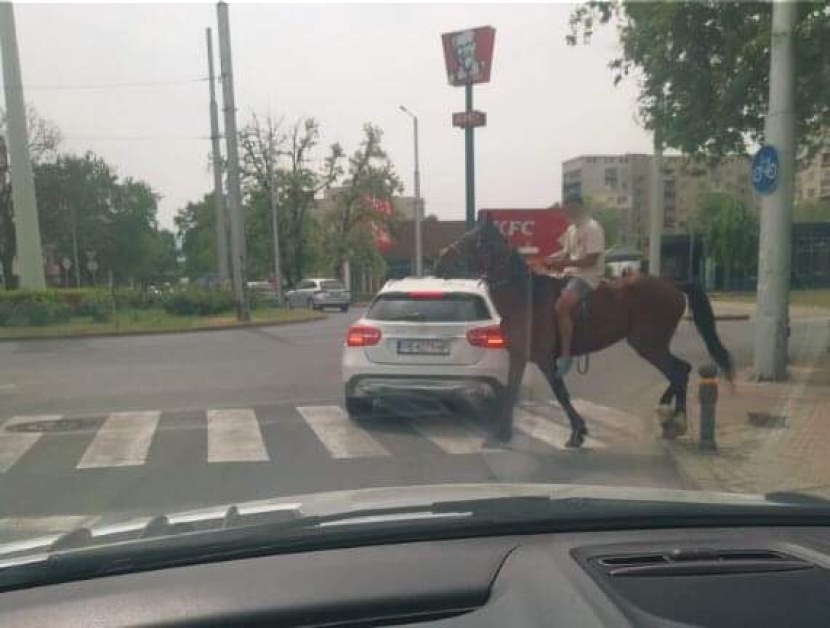 Каубой на кон в Пловдив направи впечатление на кръстовище в