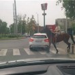 Според правилника за движение трябва ли да слезе от коня?