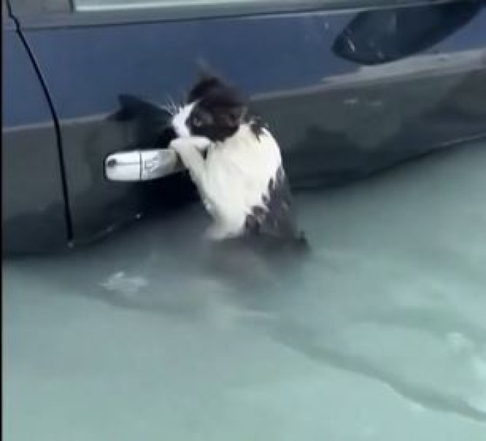 Котка се впи за вратата на кола, за да се спаси от наводнението ВИДЕО