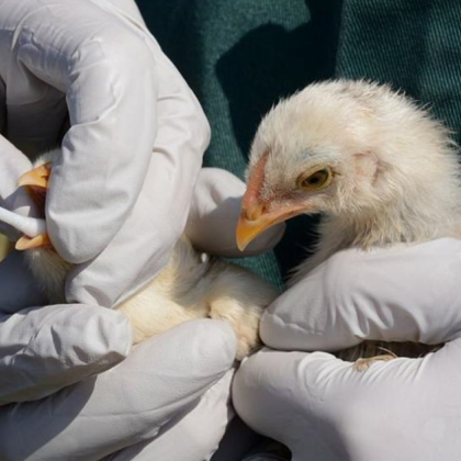СЗО: Тревожни са случаите на птичи грип, предаден от пилета и патици на хора
