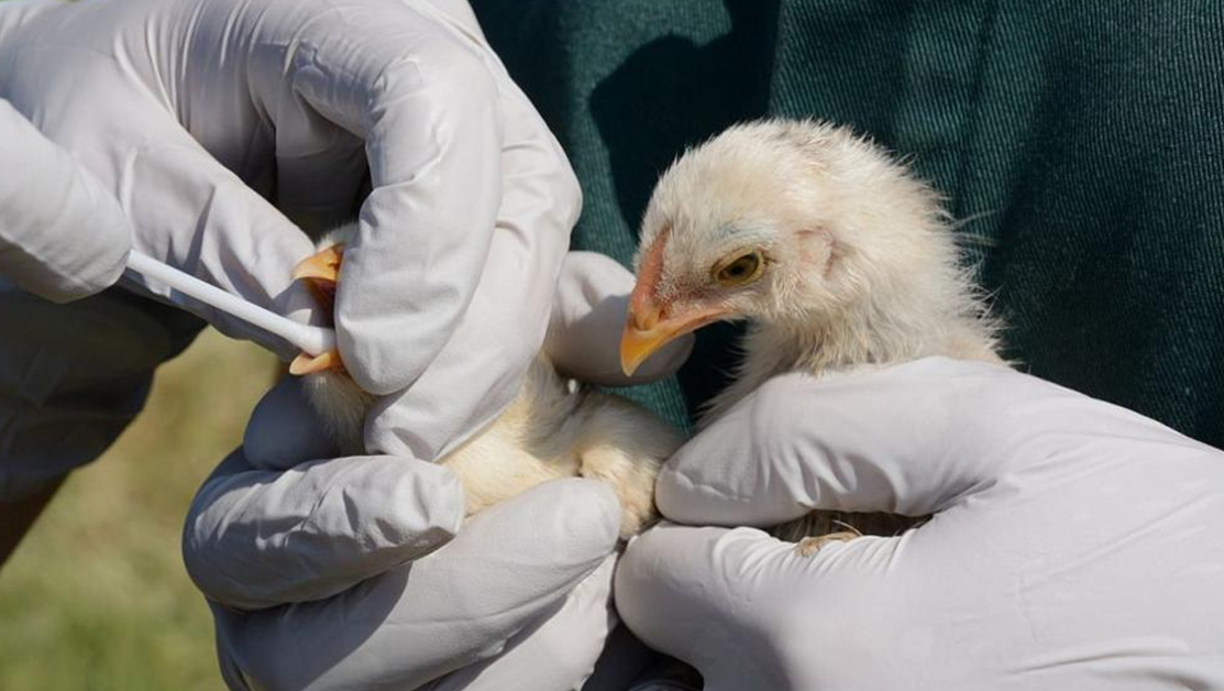 СЗО: Тревожни са случаите на птичи грип, предаден от пилета и патици на хора