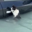 Котка се хвана за вратата на кола, за да се спаси от наводнението ВИДЕО