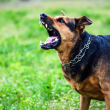 Куче повали жена в София и разкъса домашния й любимец