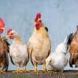 Откриха огнище на птичи грип в Асеновград