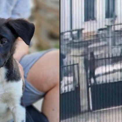 Неизвестни откраднаха кученце от двора на къща в Разград Притеснените стопани