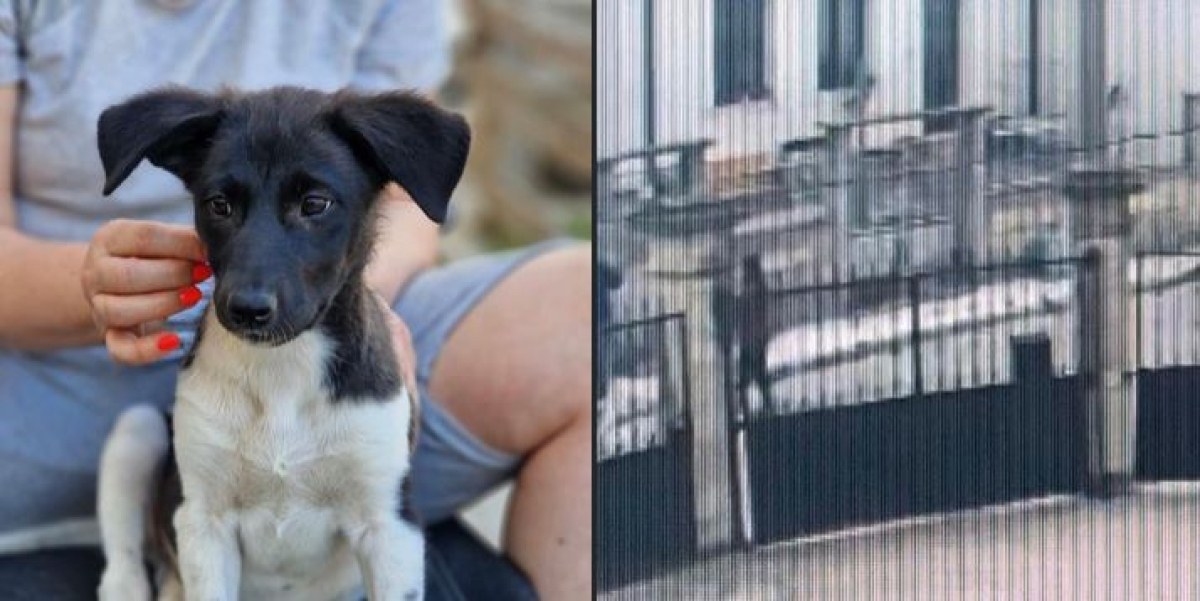 Неизвестни откраднаха кученце от двора на къща в Разград.Притеснените стопани