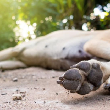 Труп на куче е намерен в асеновградското село Златовръх За това