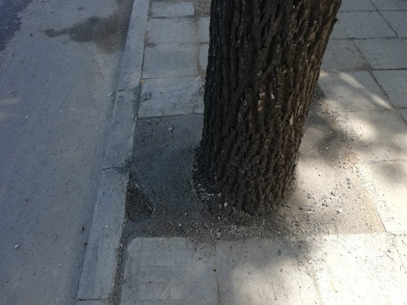 Снимка: Бетонираха дърво в Пловдив. Харесва ли ви? СНИМКИ