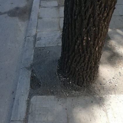Бетонираха дърво в Пловдив. Харесва ли ви? СНИМКИ