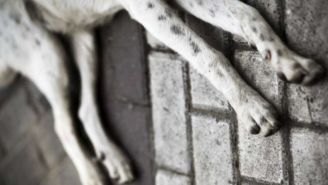 Зверство: Откриха убито куче, други две агонизирали