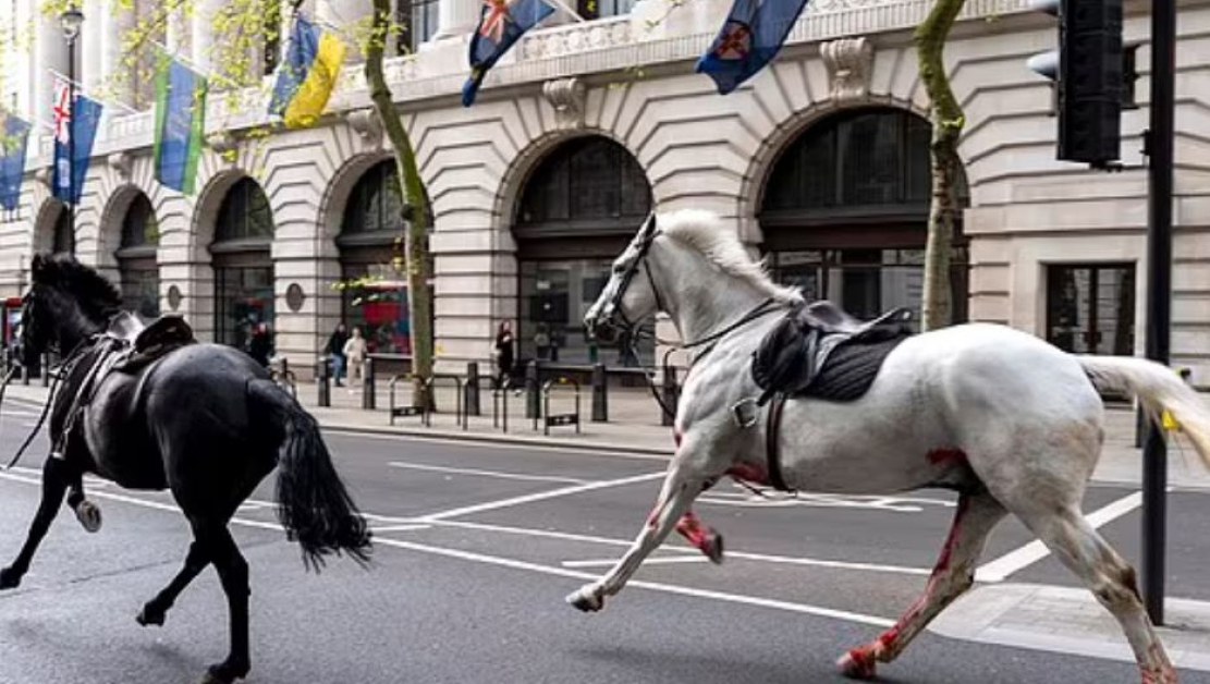 Кървав ужас: Кавалерийски коне вилняха в Лондон, има ранени ВИДЕО 18+