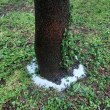 Изсипаха много сол в корените на дървета СНИМКИ