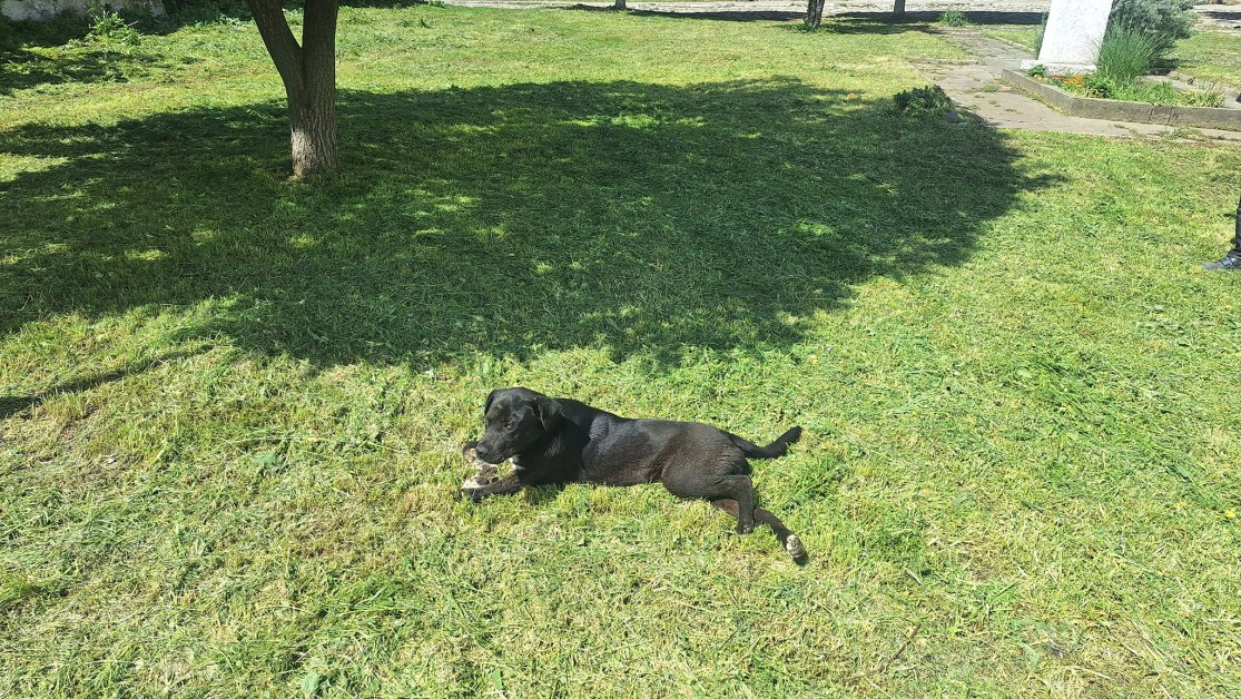 Куче агонизира в двора на църква в Карлово. Блъснато ли е?