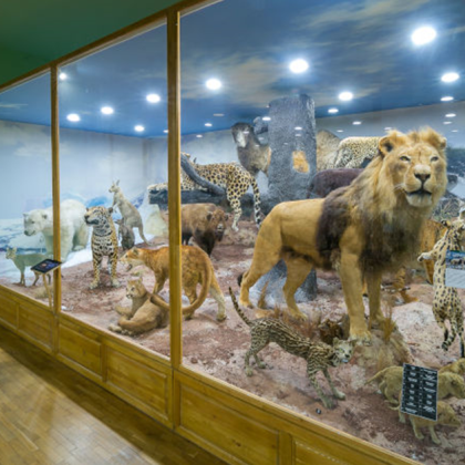 Нов експонат Тигър Panthera tigris ще радва посетителите на