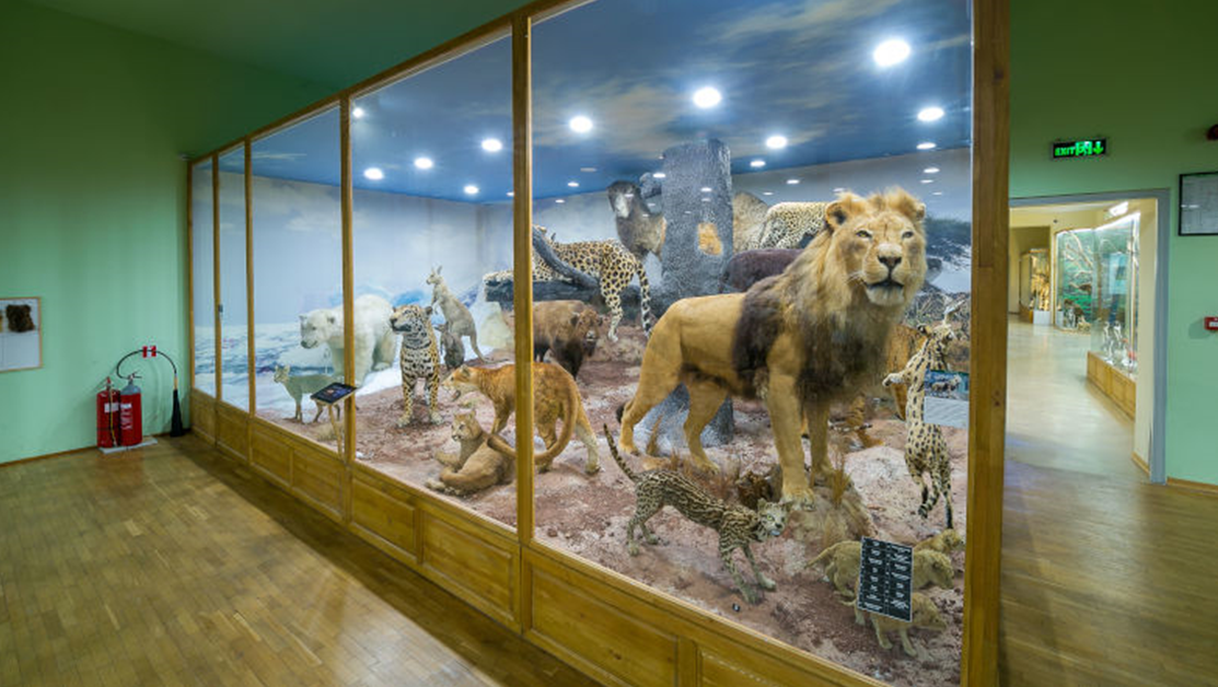Нов тигър ще радва малчуганите в Природонаучния музей в Пловдив СНИМКИ