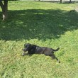 Куче агонизира в двора на църква в Карлово. Блъснато ли е?