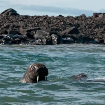 Турист се приближи до морж, отнесе глоба