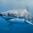 Атака в гръб: Акула нападна и рани тежко мъж