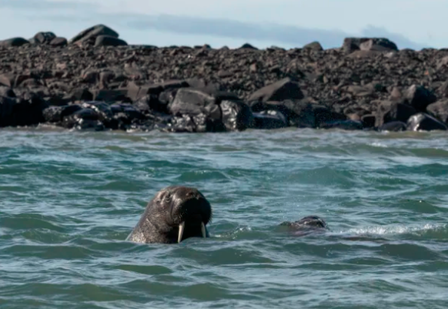 Турист се приближи до морж, отнесе глоба