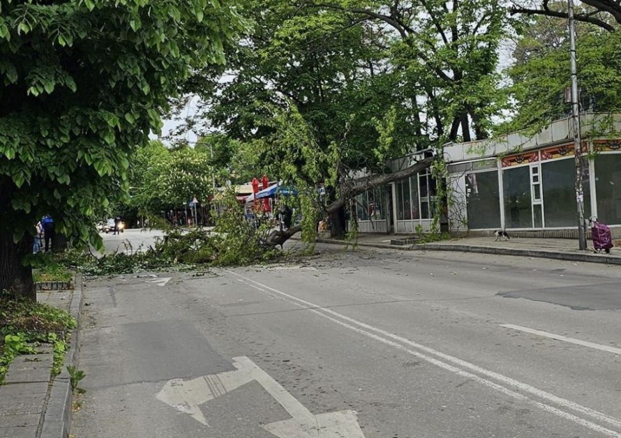 Дърво се стовари на улица във Варна СНИМКА