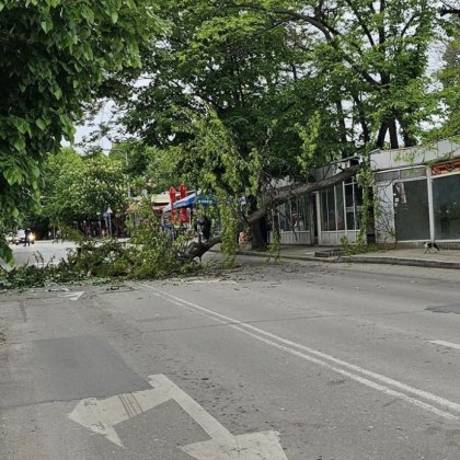 Голямо дърво се стовари на улица във Варна Инцидентът е