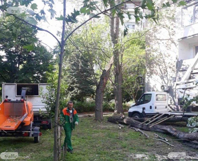 Премахнаха дървото, което се стовари до деца в пловдивски парк