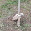 Целенасочено унищожават млади дръвчета във Варна СНИМКИ