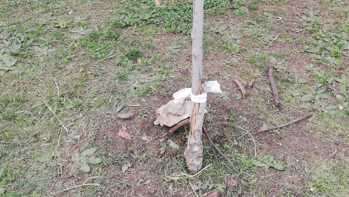 Целенасочено унищожават млади дръвчета във Варна СНИМКИ